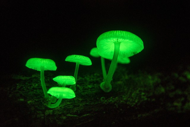 Mycena chlorophos