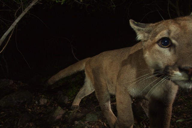 Puma