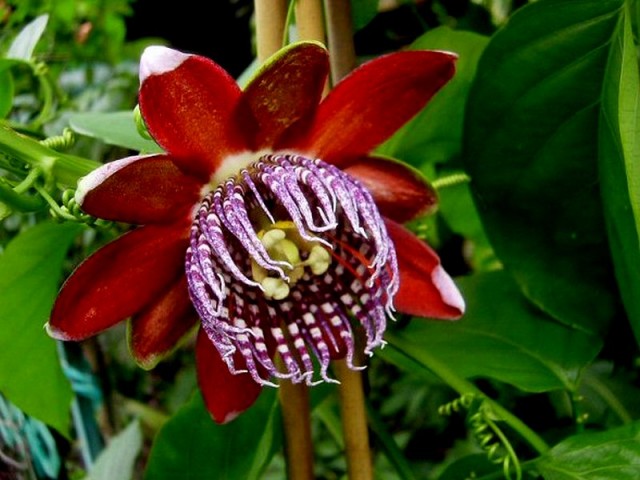 Passiflora Alata
