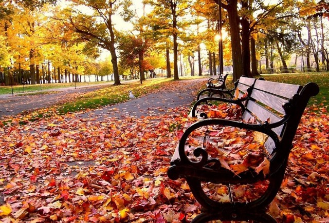 Őszi park