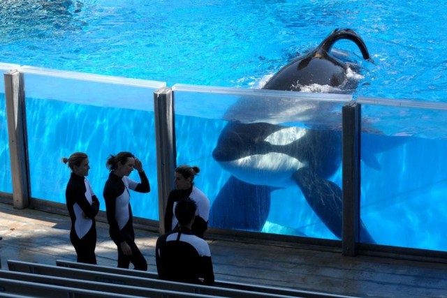 Tilikum