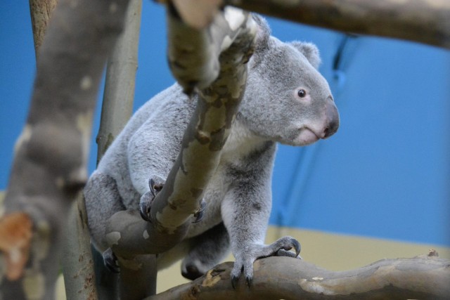 Koala