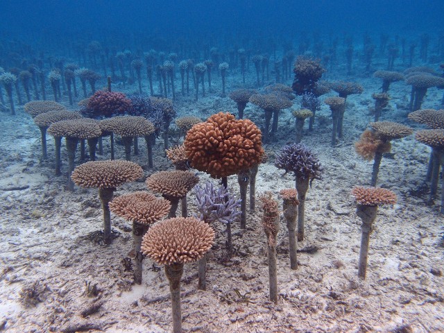 Korallok