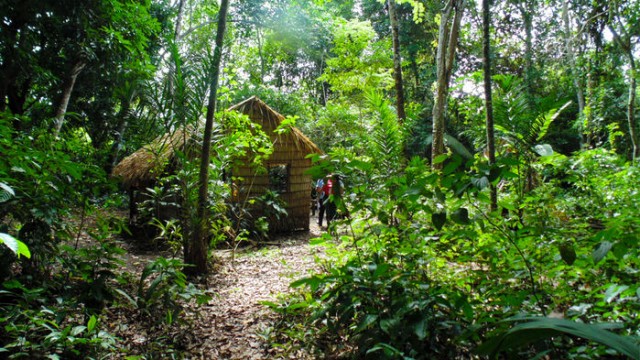 Amazonas esőerdő