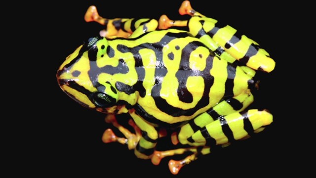 Ecuadori esőbéka