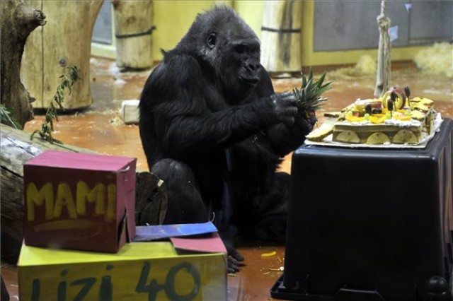Negyvenéves az Állatkert nőstény gorillája, Liesel