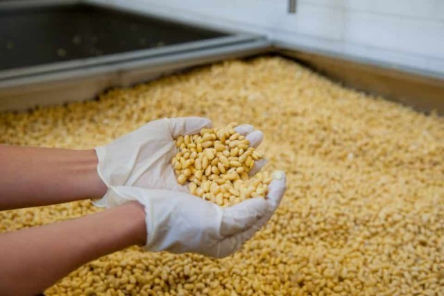GMO szója
