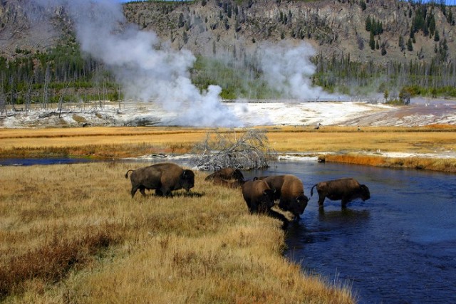 Bölények a Yellowstone-ban