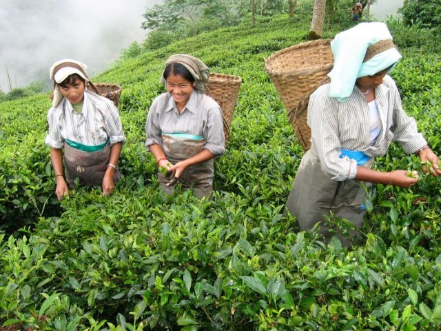 darjeeling