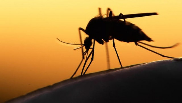 Zika vírus