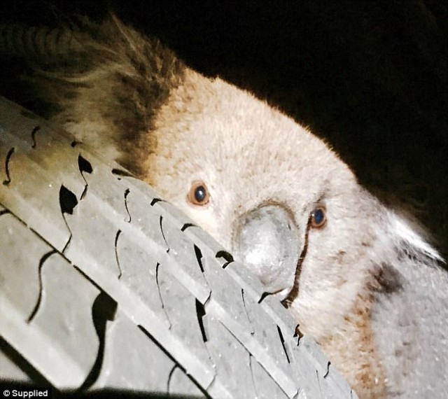 Koala