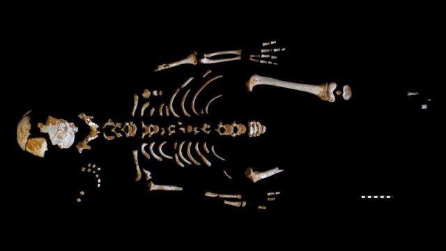 Egy hétéves neandervölgyi fiú csontváza
