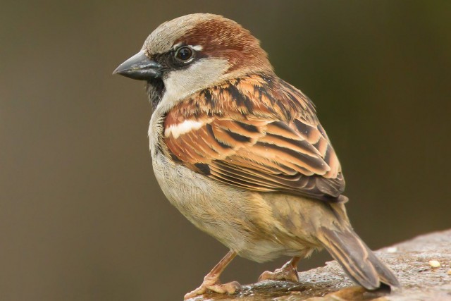 Házi veréb - Passer domesticus