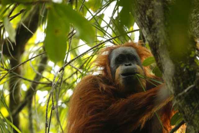 Tapanuli orangután