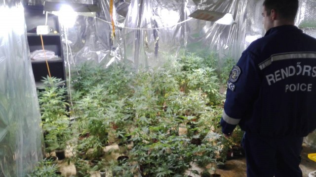 Cannabist termesztettek egy ócsai házban