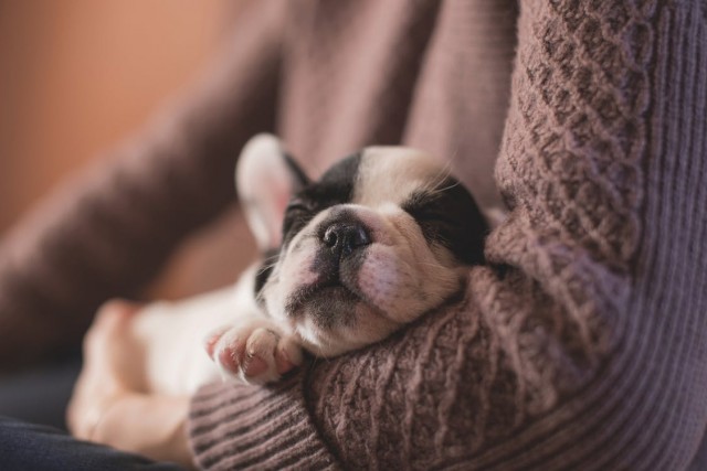 Francia bulldog