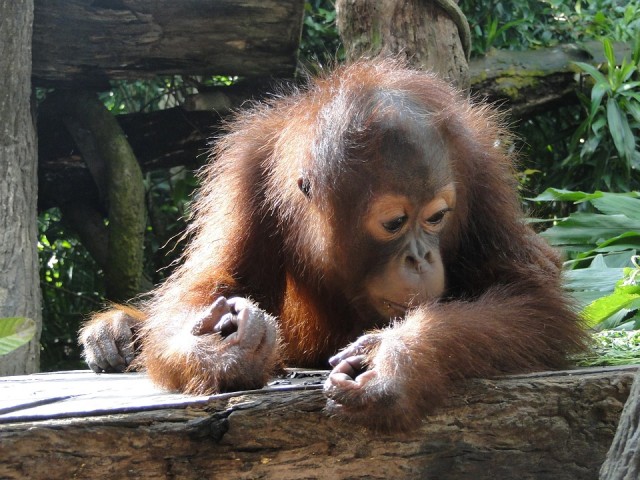 Orangutánkölyök