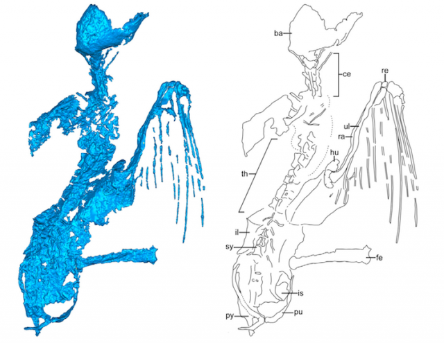 Enantiornithes maradvány