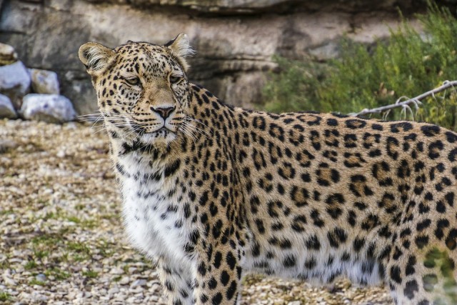 Perzsa leopárd