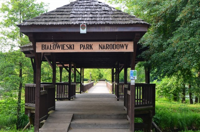Bialowiezai erdő