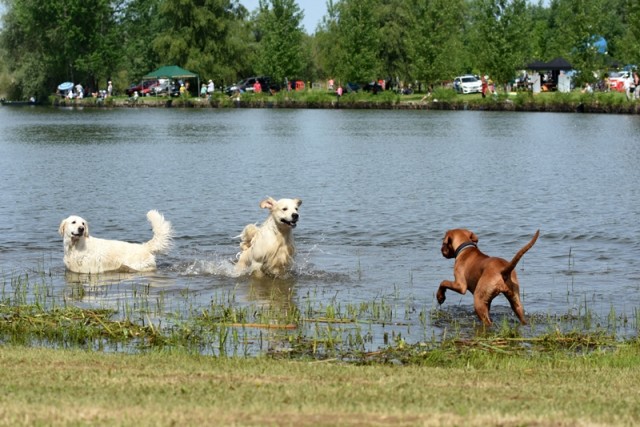 Kutyák a Tisza-tó első kutyabarát fürdőjénél Tiszafüreden, a Morotva Kerékpáros Pihenőpark előtti területen 2018. május 1-jén. A holtág szabadstrandi részén kialakított Tisza-tavi Mancsos Pancsoló az első ilyen jellegű szolgáltatás az ország keleti részében. MTI Fotó: Mészáros János