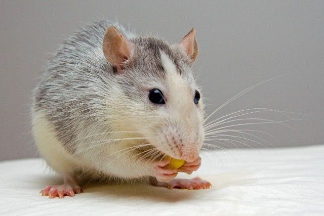Patkány