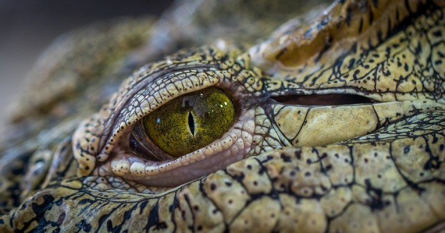 Krokodil szeme