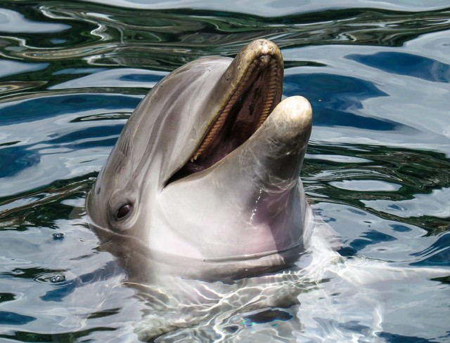 Delfin