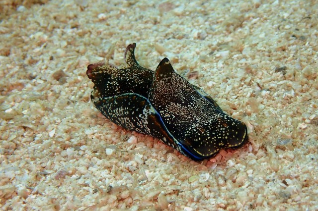 Tengericsiga
