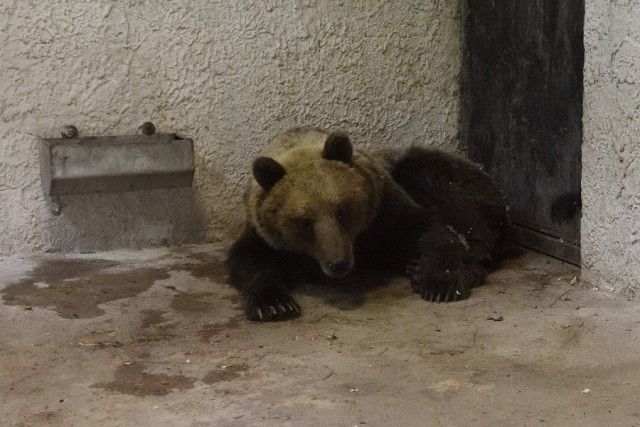 A Szegedi Vadasparkban gondozzák a Magyarországon kóborló medve