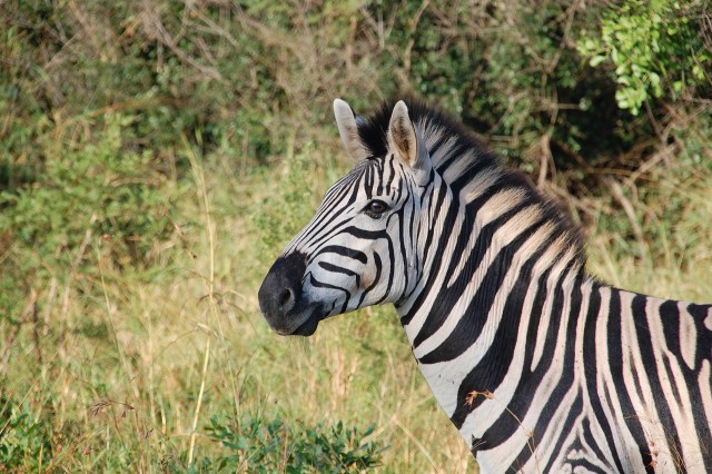 Zebra - 2018. június 19.