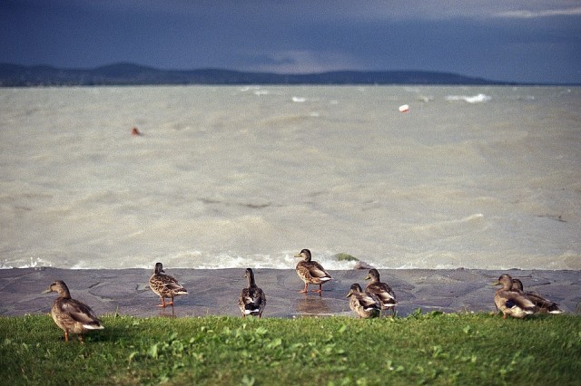 Vihar a Balatonnál