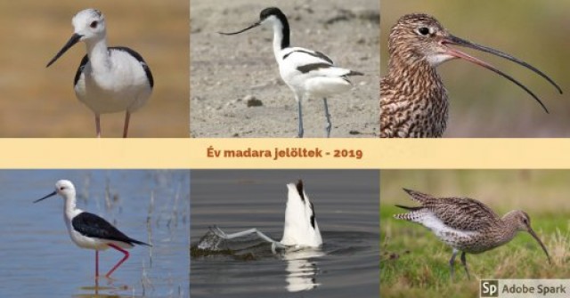A 2019 év madara szavazás választható fajai: gólyatöcs, gulipán és nagy póling