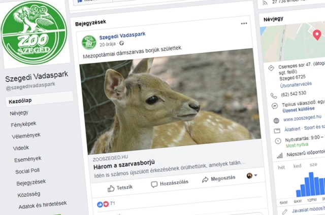 Mezopotámiai dámszarvasok születtek a Szegedi Vadasparkban