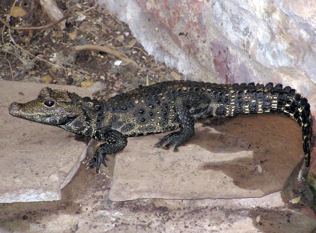 Tompaorrú krokodil