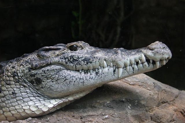Új-guineai krokodil
