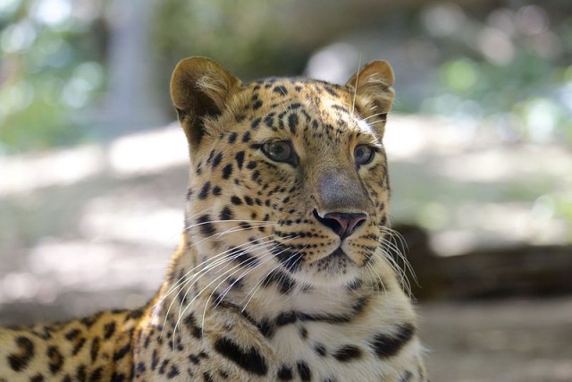 Amuri leopárd