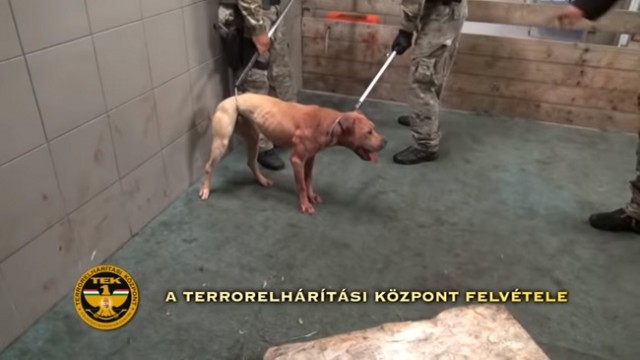 Vágóhídon tartottak tiltott állatviadalt