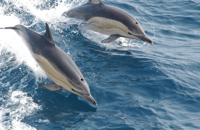 Delfinek