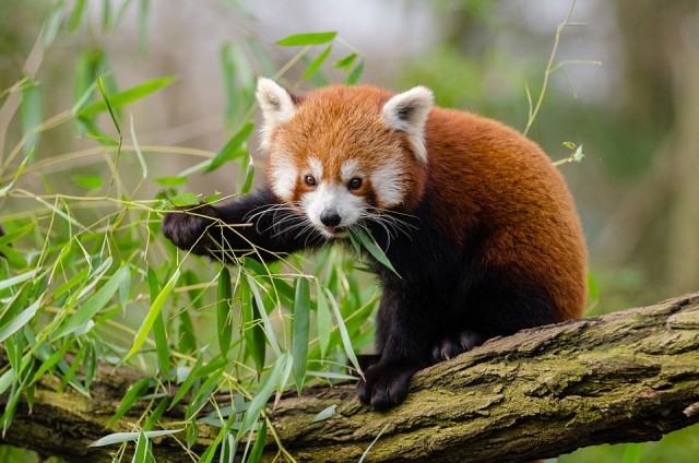 Vörös panda