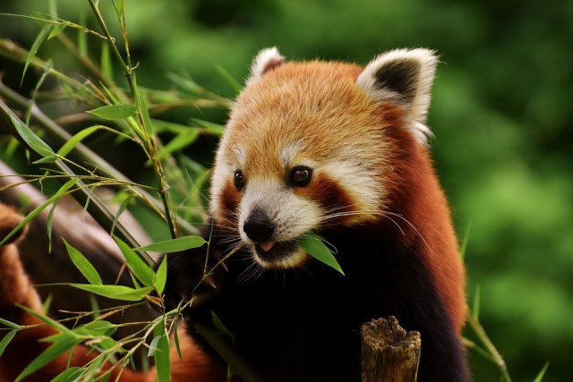 Vörös panda