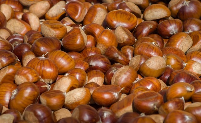 Gesztenye