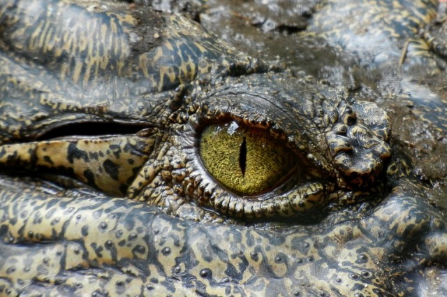 Krokodil szeme