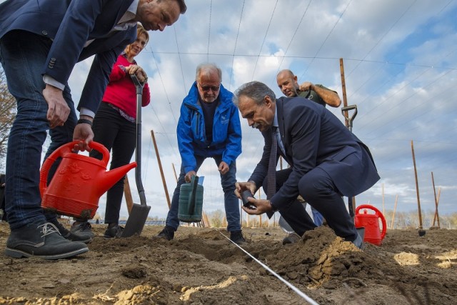 Komlótermesztésbe kezdtek Kastélyosdombón