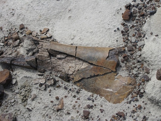 Paleontológia