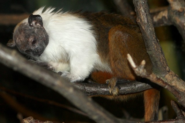Csupaszpofájú tamarin