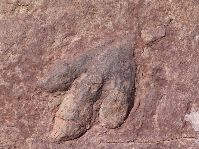 Dinoszaurusz-lábnyomok „kincsesbányájára” bukkantak Anglia déli részén