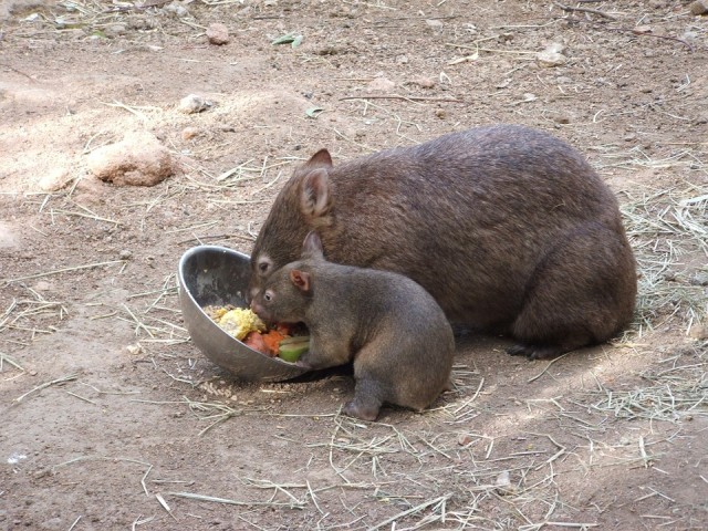Vombatok