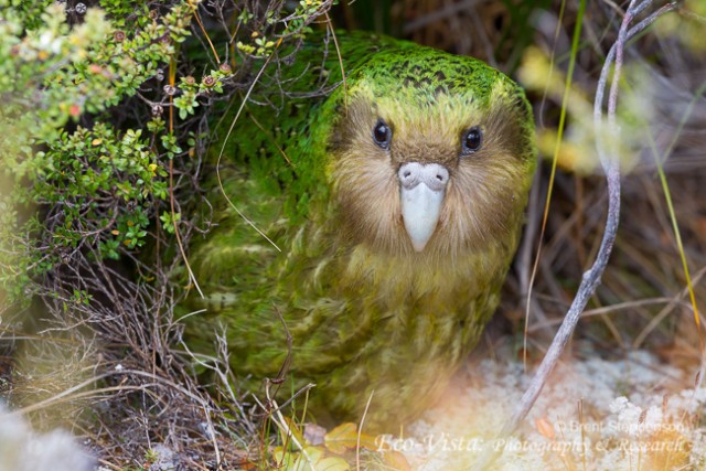 Képtalálat a következőre: „kakapó”