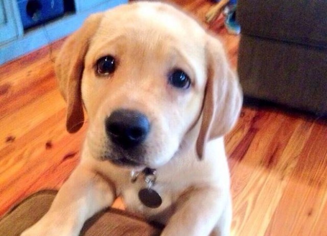 Labrador kölyök
